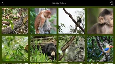 OrangUtan - Indonesia স্ক্রিনশট