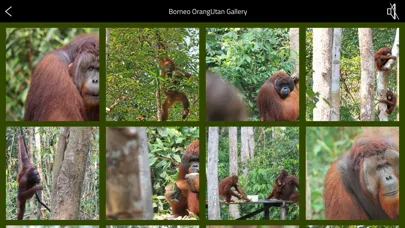 OrangUtan - Indonesia স্ক্রিনশট