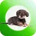 Dachshund Sticker Pack