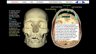 تصاویر Human Skeleton: Gross Anatomy