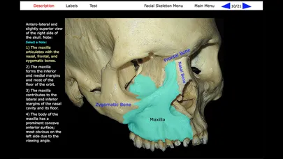 تصاویر Human Skeleton: Gross Anatomy