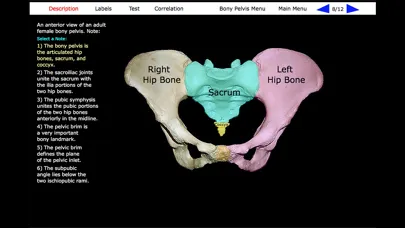تصاویر Human Skeleton: Gross Anatomy