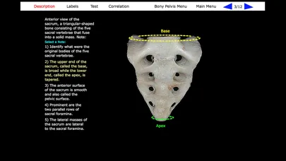 تصاویر Human Skeleton: Gross Anatomy