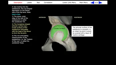تصاویر Human Skeleton: Gross Anatomy