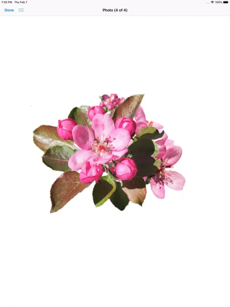 Capturas de pantalla de Apple Blossoms iPad 