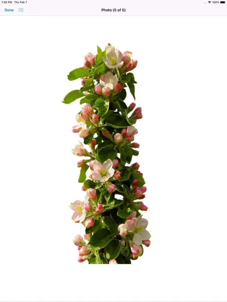 Capturas de pantalla de Apple Blossoms iPad 