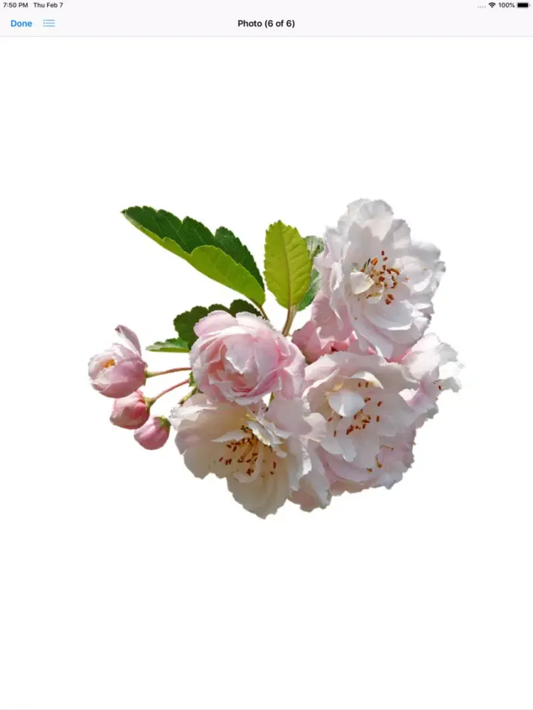 Capturas de pantalla de Apple Blossoms iPad 