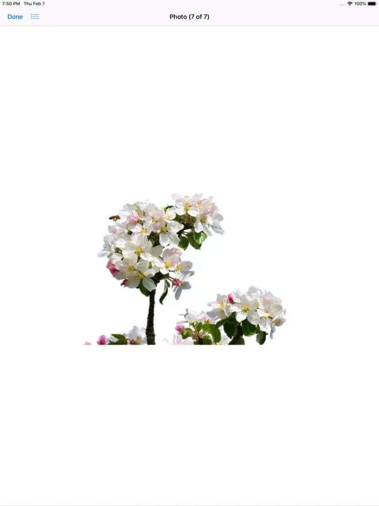 Capturas de pantalla de Apple Blossoms iPad 