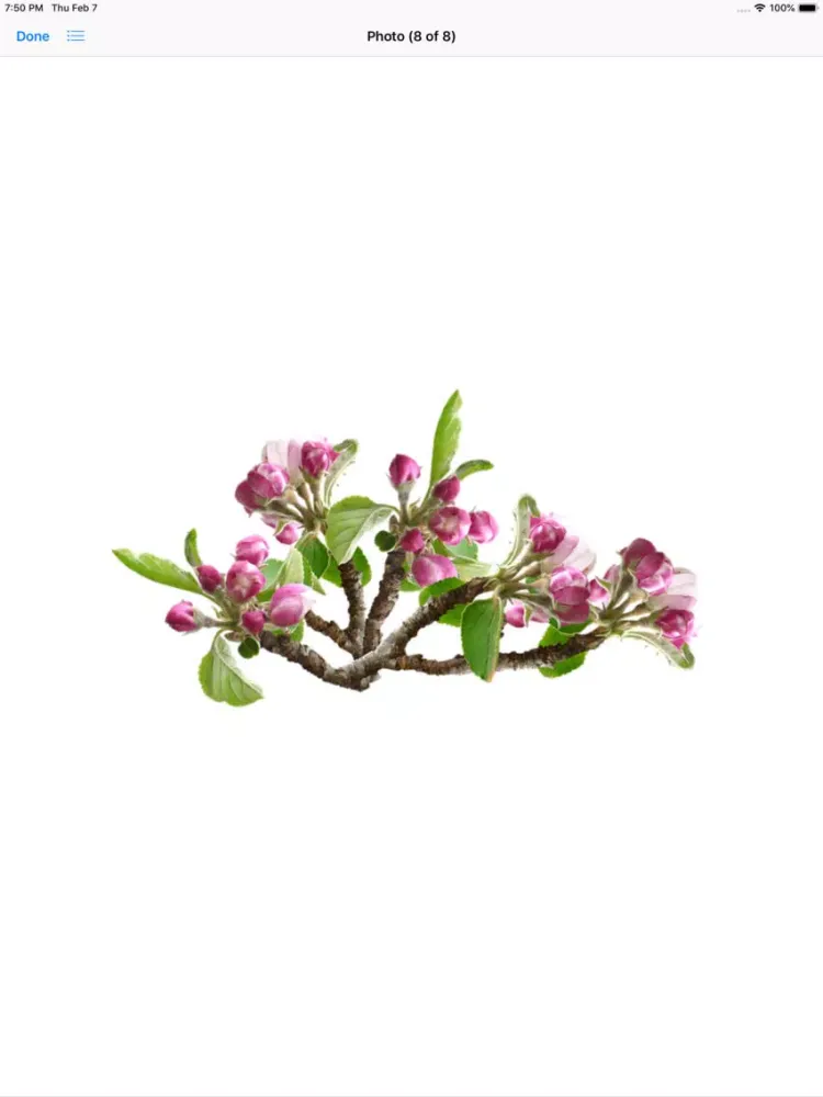 Capturas de pantalla de Apple Blossoms iPad 