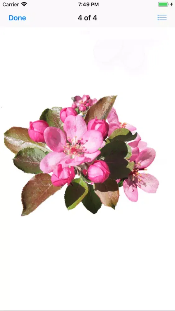 Capturas de pantalla de Apple Blossoms