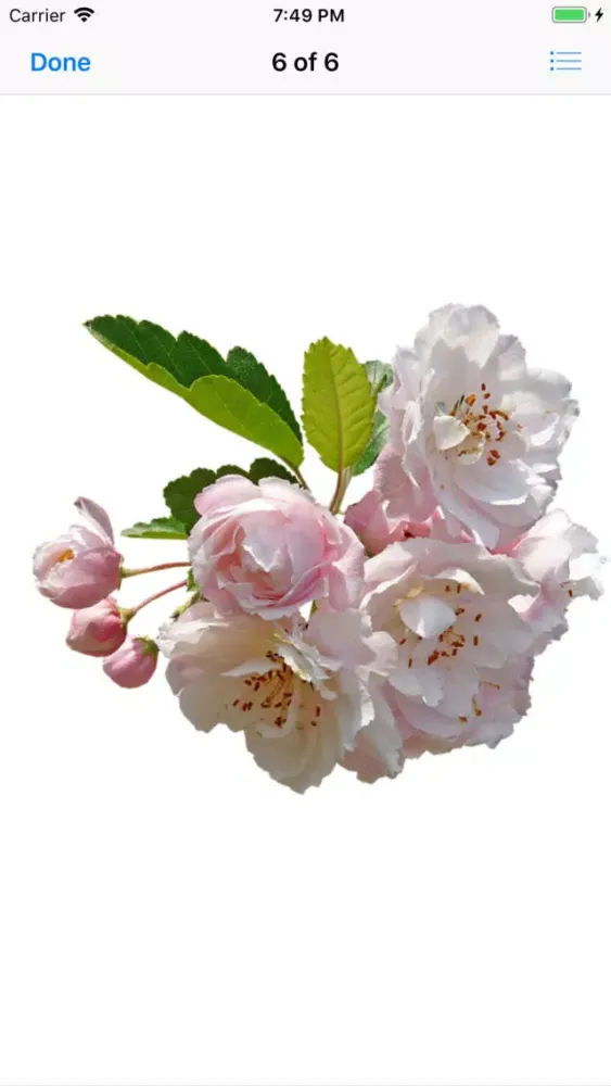 Capturas de pantalla de Apple Blossoms