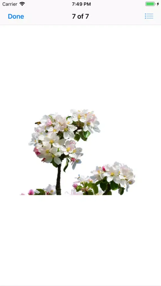 Capturas de pantalla de Apple Blossoms