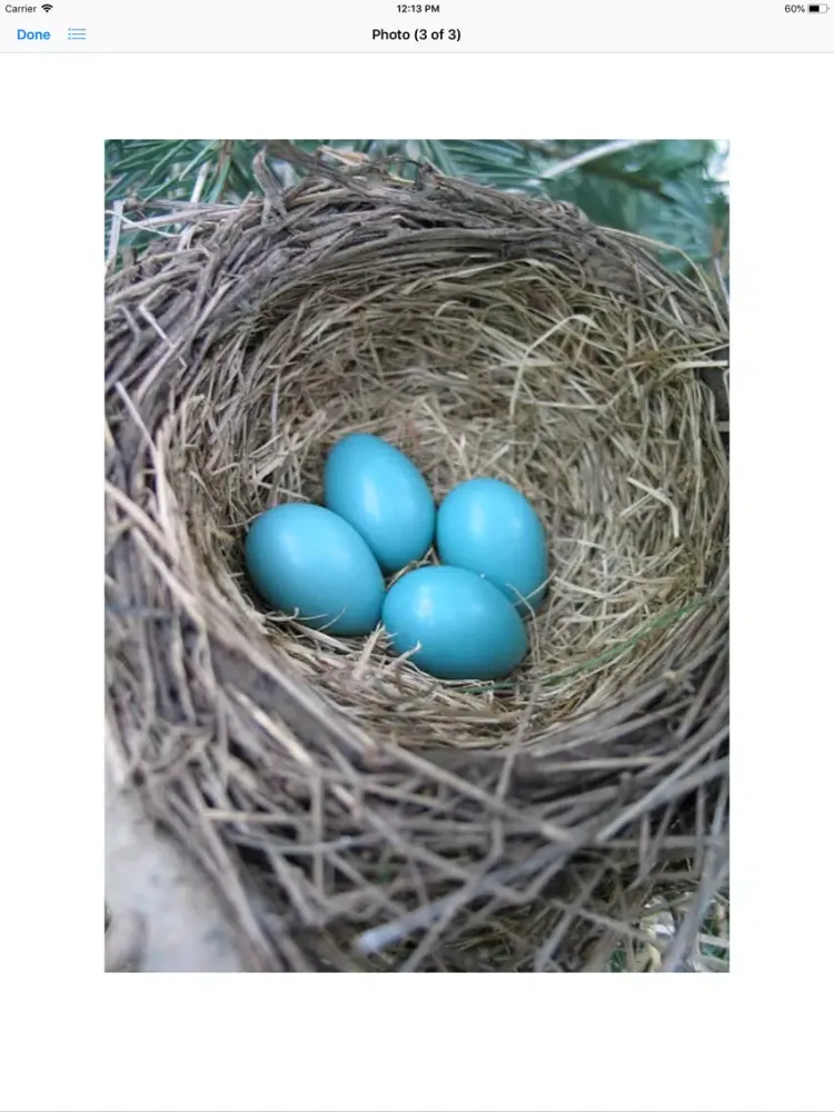 صور Birds Nest Sticker Pack iPad 
