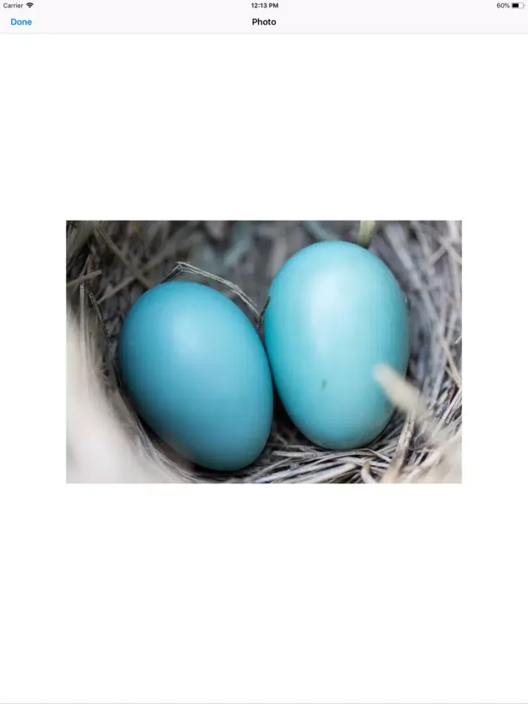 صور Birds Nest Sticker Pack iPad 