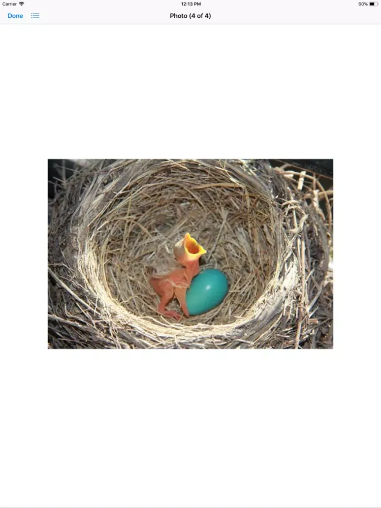 صور Birds Nest Sticker Pack iPad 