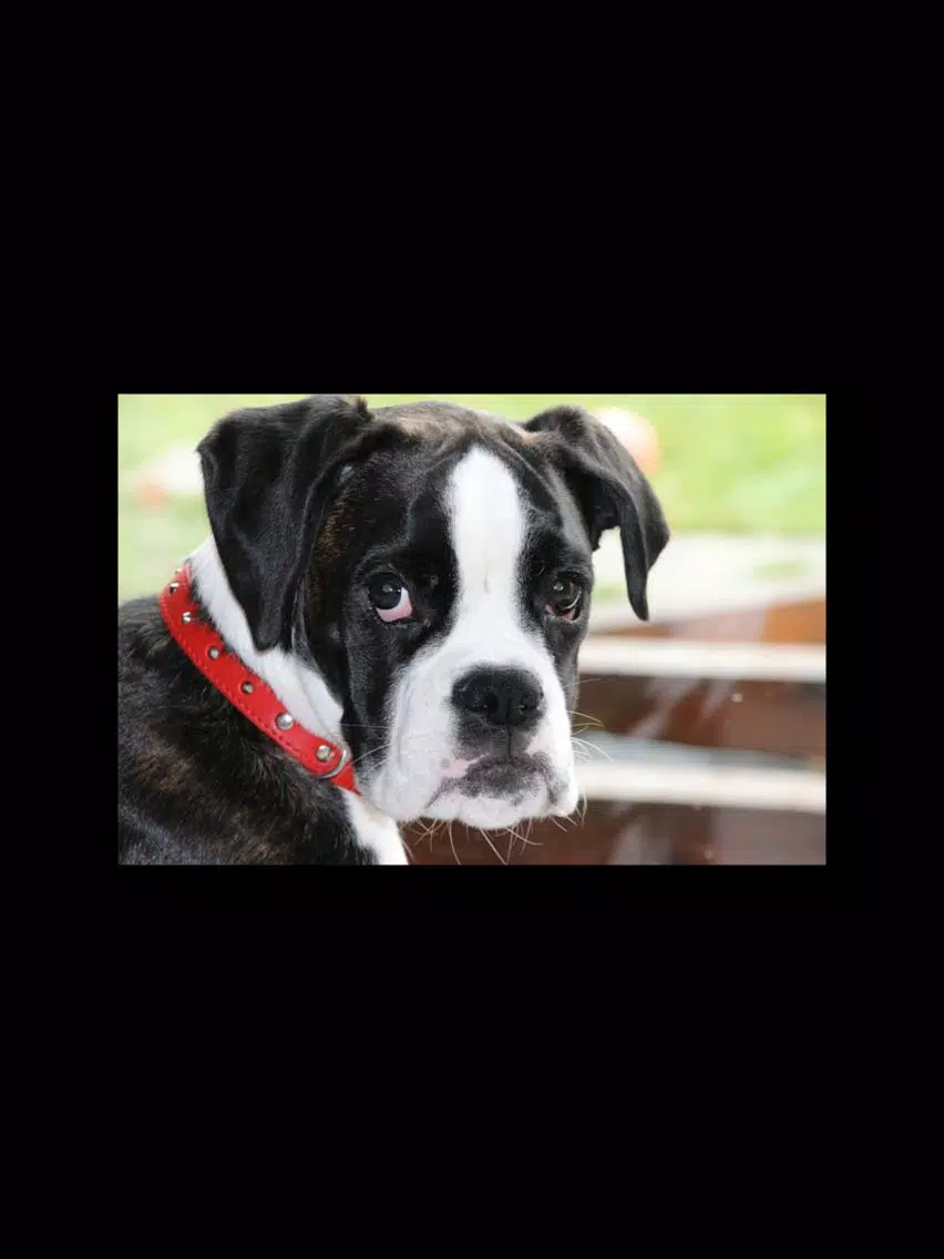 تصاویر Boxer Sticker Pack iPad 