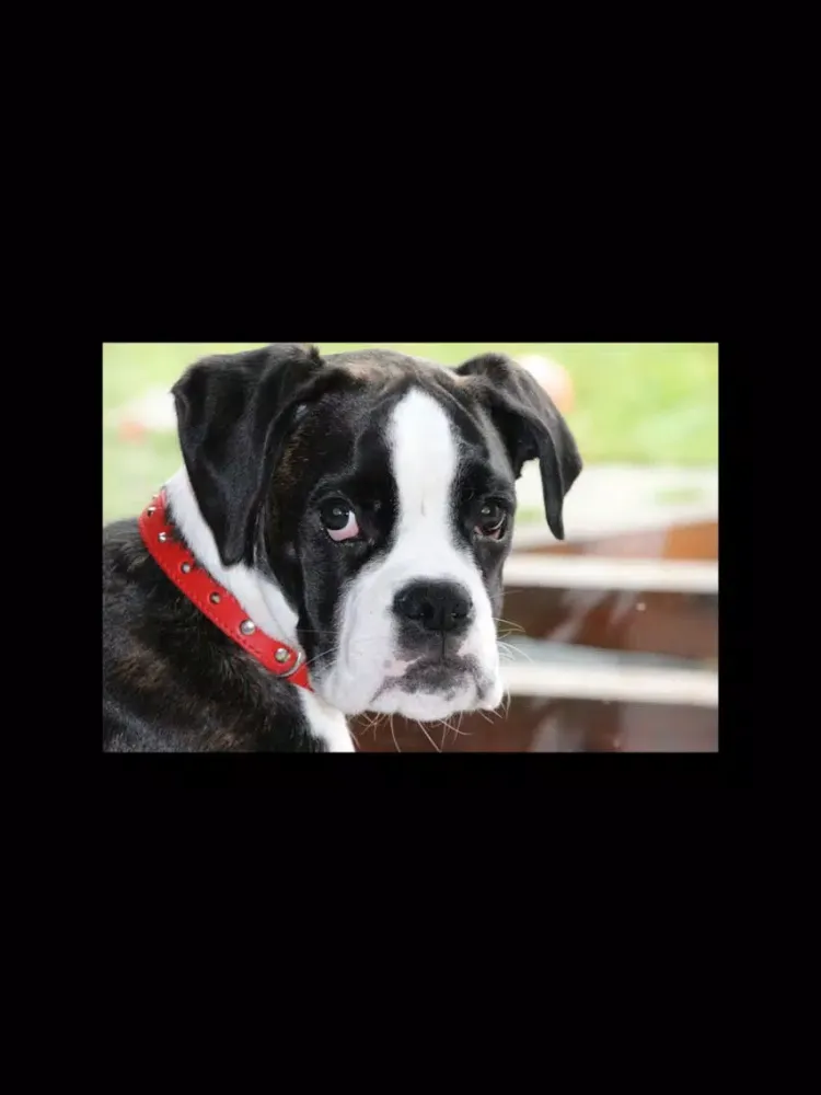 Screenshot di Boxer Sticker Pack iPad 