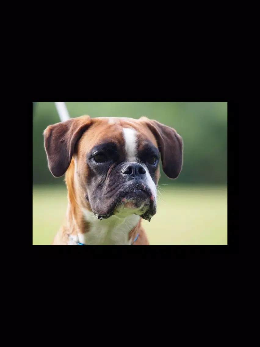 تصاویر Boxer Sticker Pack iPad 