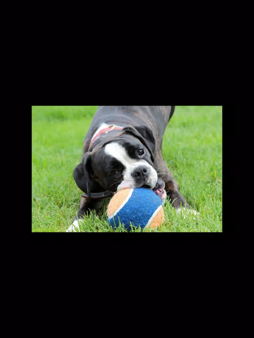 تصاویر Boxer Sticker Pack iPad 