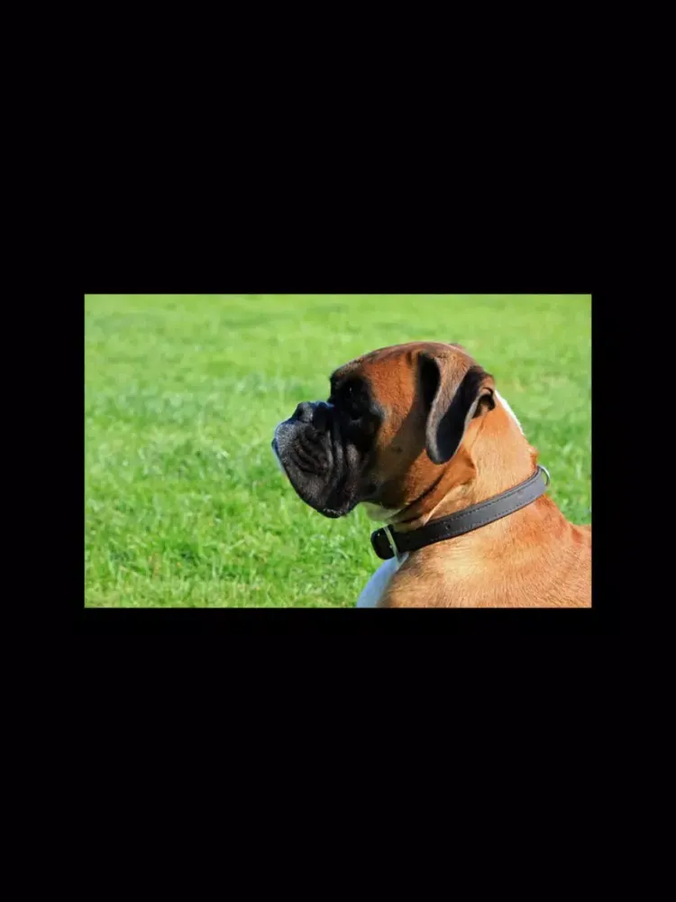 Screenshot di Boxer Sticker Pack iPad 