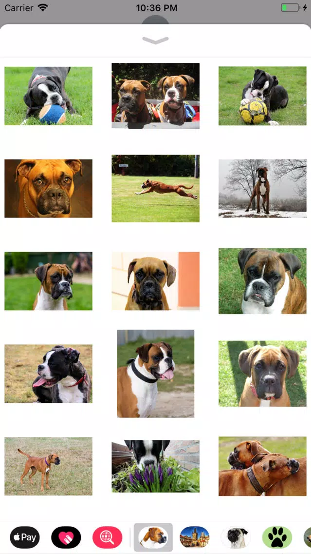 تصاویر Boxer Sticker Pack