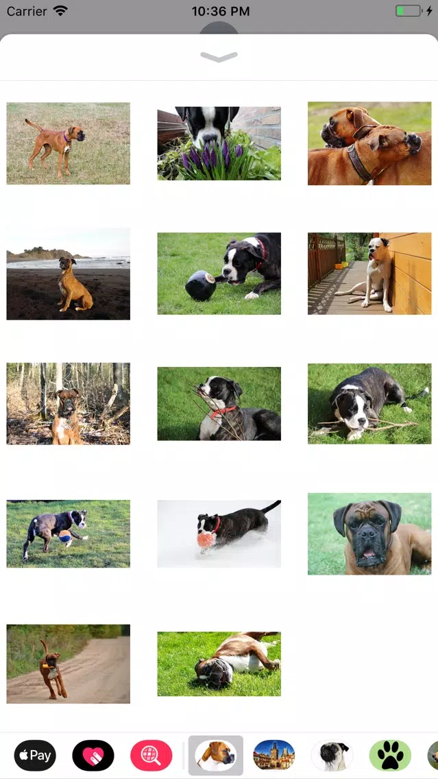 تصاویر Boxer Sticker Pack