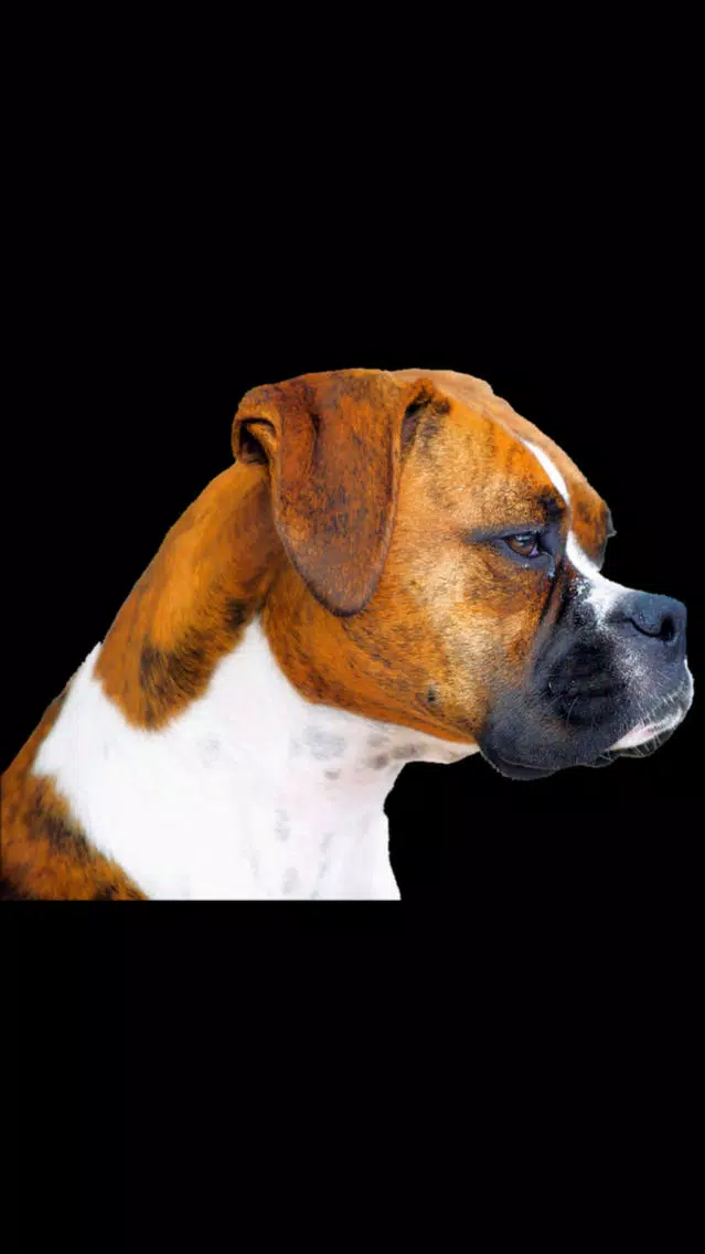 تصاویر Boxer Sticker Pack