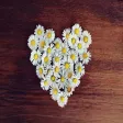 Daisy Hearts Sticker Pack Daisy Hearts Sticker Pack