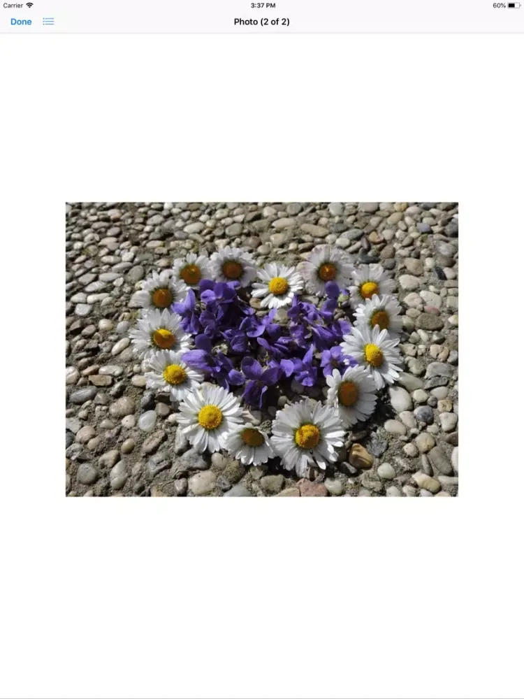 Capturas de pantalla de Daisy Hearts Sticker Pack iPad 