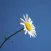Daisy Sticker Pack