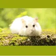 Hamster Sticker Pack Hamster Sticker Pack