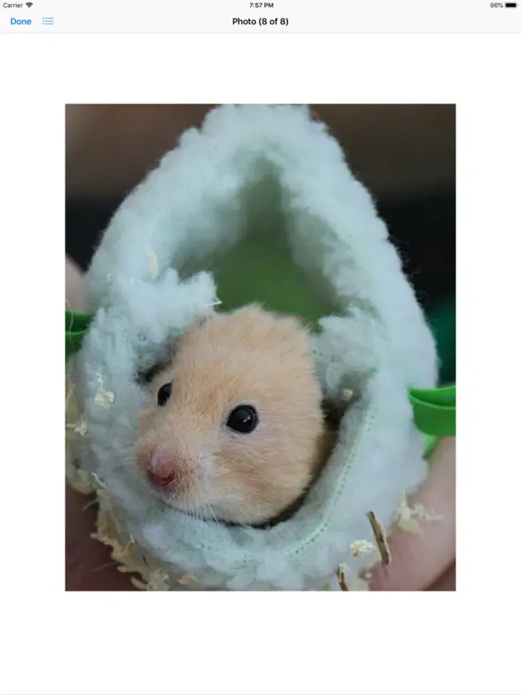 Capturas de pantalla de Hamster Sticker Pack iPad 