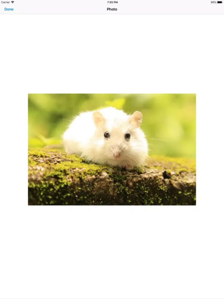 Capturas de pantalla de Hamster Sticker Pack iPad 