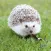 My Hedgehog Sticker Pack