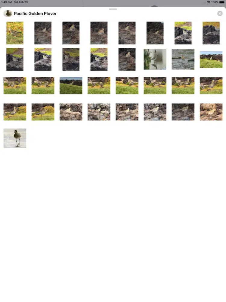 Capturas de tela do Pacific Golden Plover iPad 