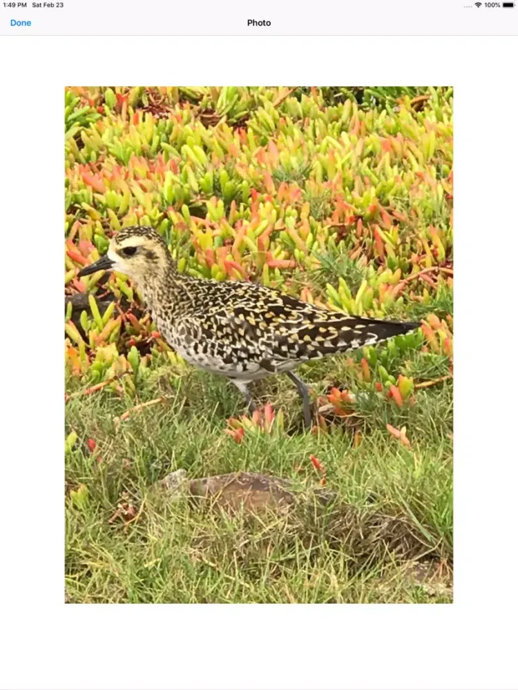Capturas de tela do Pacific Golden Plover iPad 