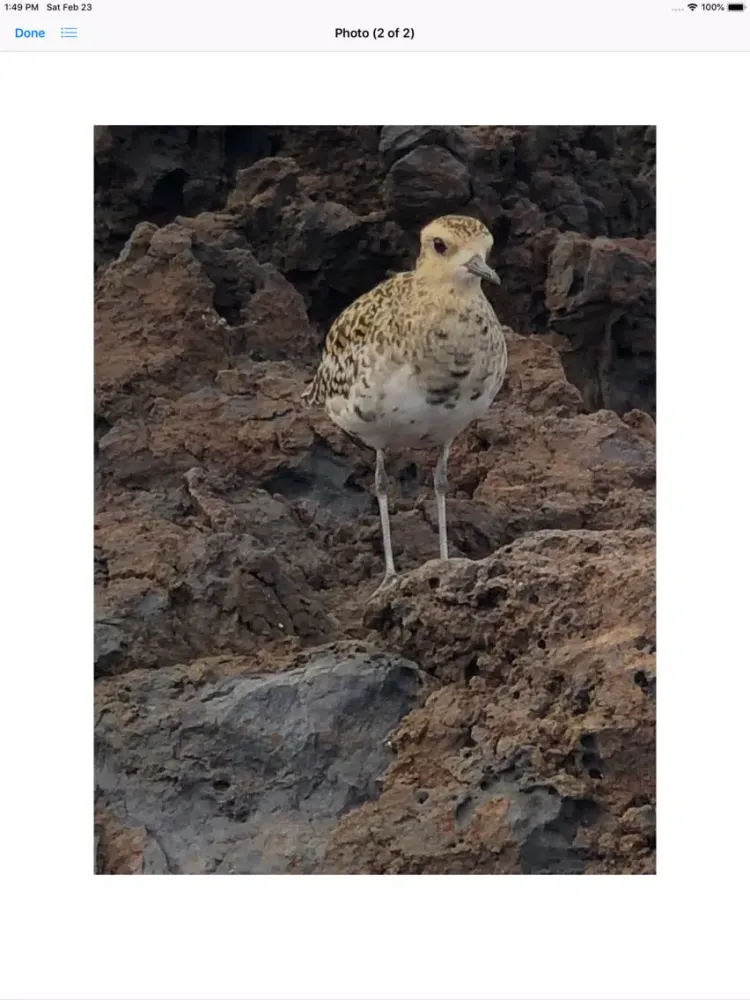 Capturas de tela do Pacific Golden Plover iPad 