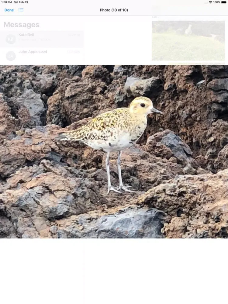 Capturas de tela do Pacific Golden Plover iPad 