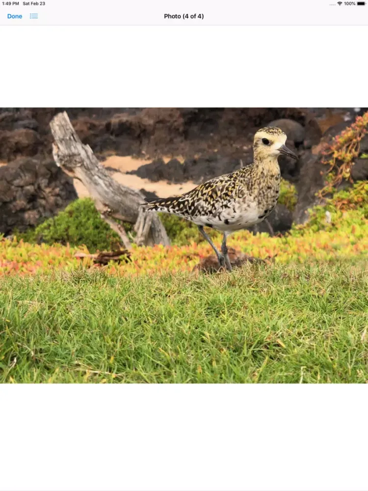 Capturas de tela do Pacific Golden Plover iPad 