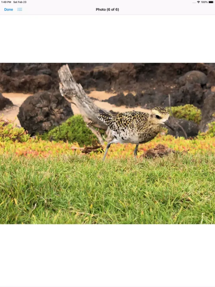 Capturas de tela do Pacific Golden Plover iPad 