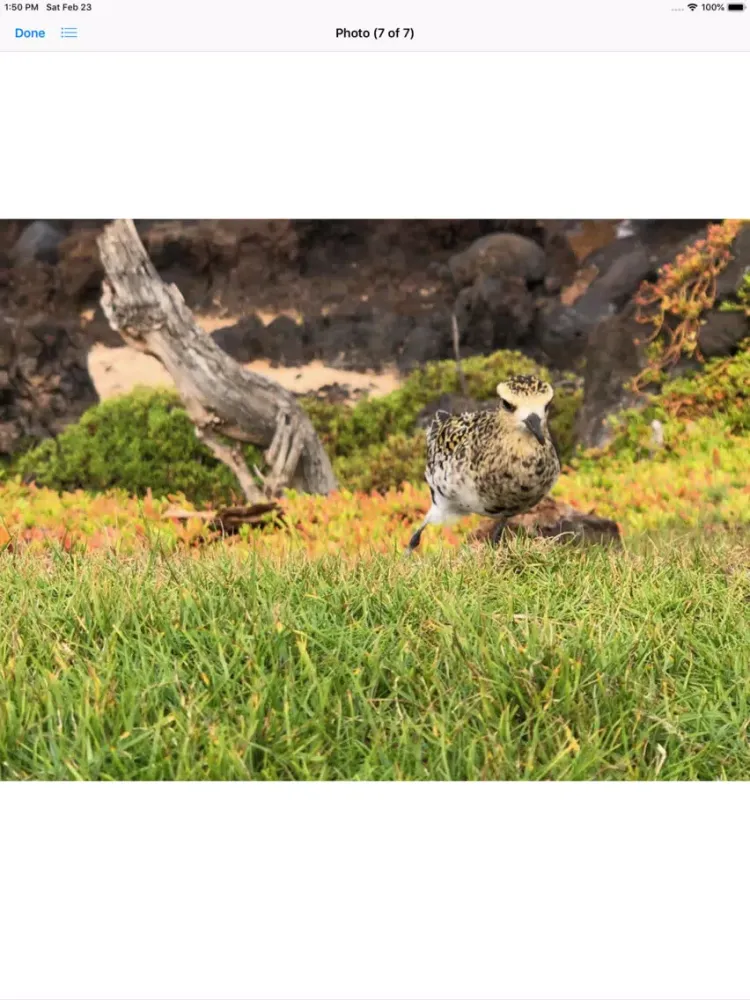 Capturas de tela do Pacific Golden Plover iPad 