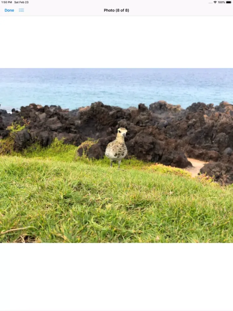 Capturas de tela do Pacific Golden Plover iPad 