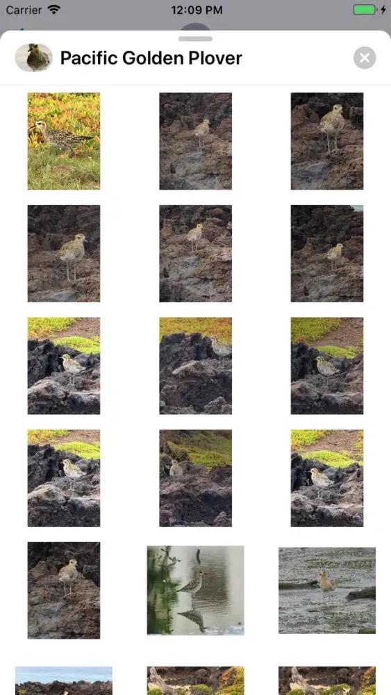 Capturas de tela do Pacific Golden Plover