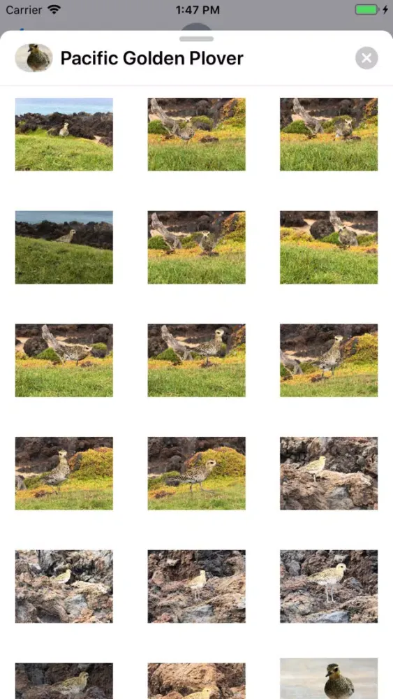 Capturas de tela do Pacific Golden Plover