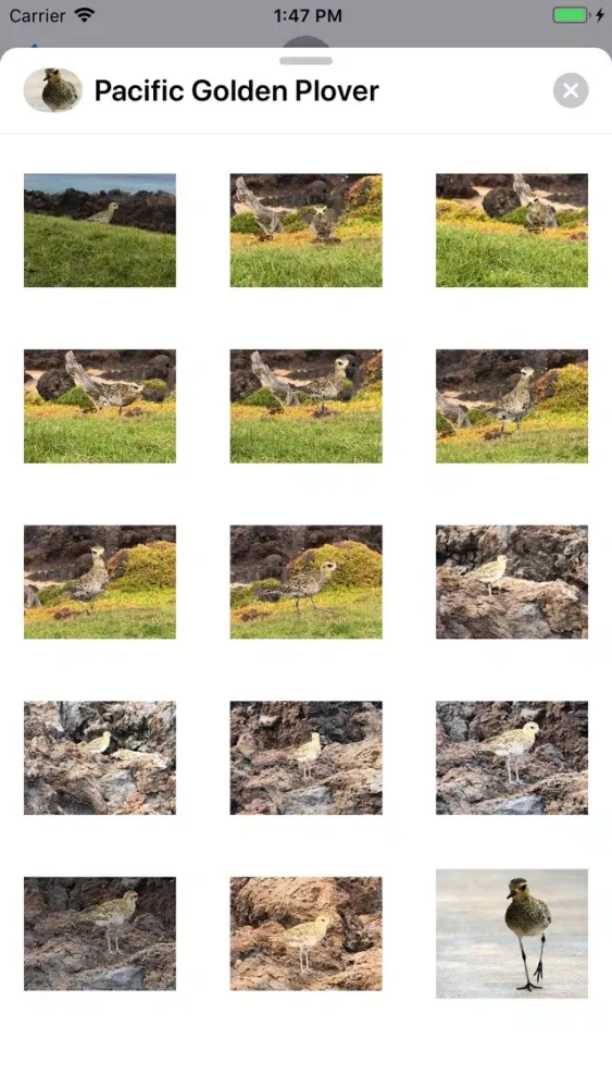 Capturas de tela do Pacific Golden Plover