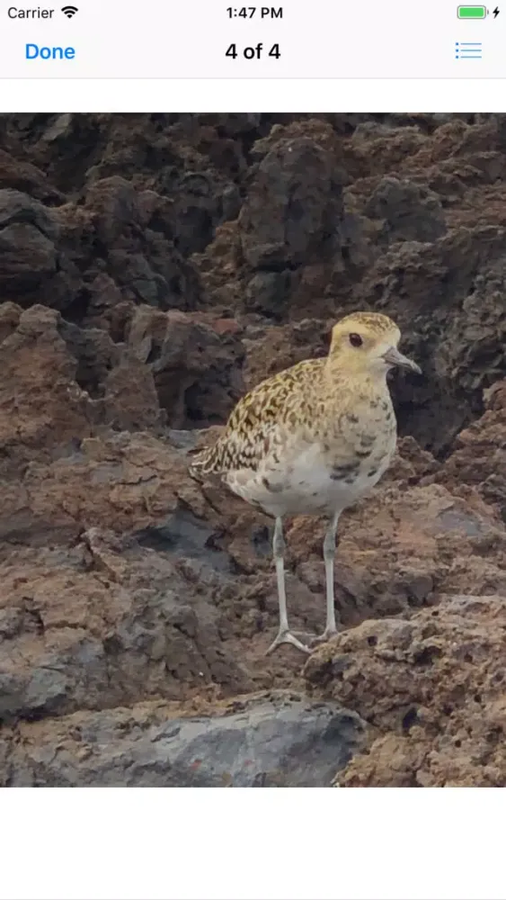 Capturas de tela do Pacific Golden Plover