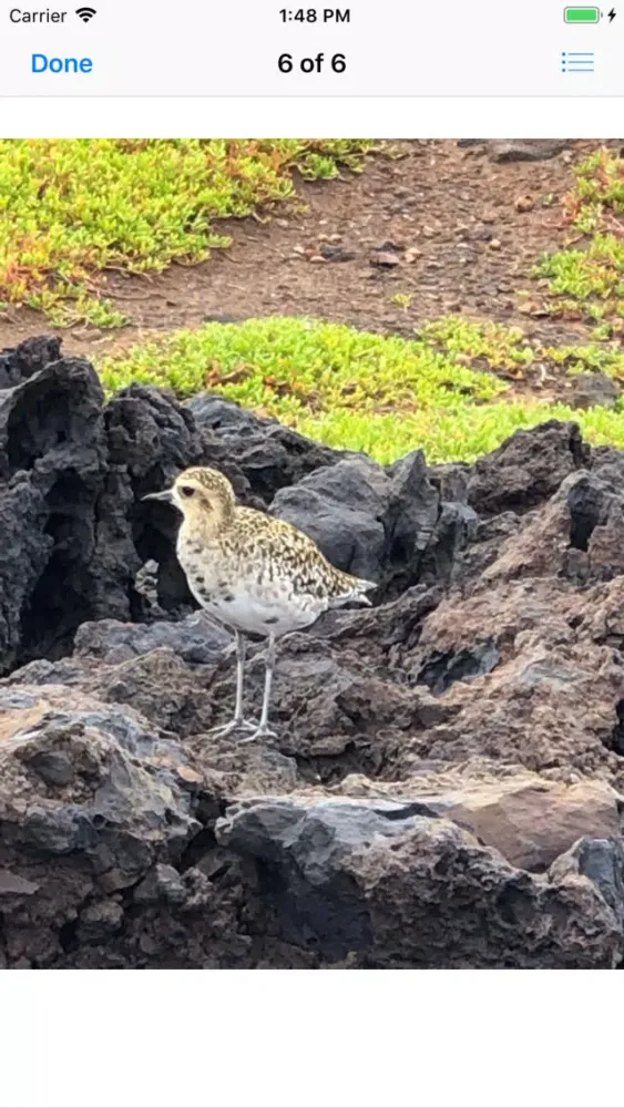 Capturas de tela do Pacific Golden Plover