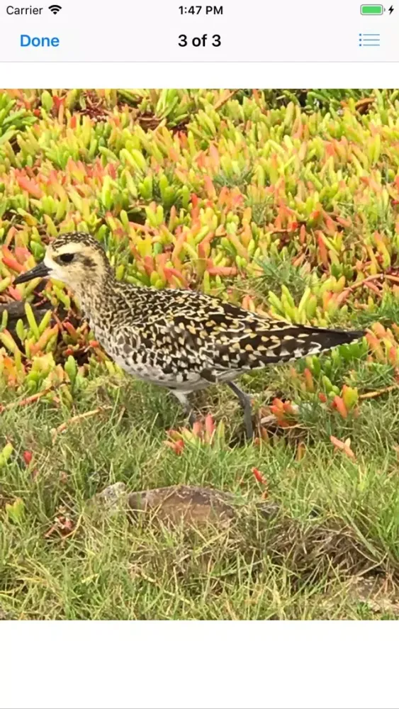 Capturas de tela do Pacific Golden Plover