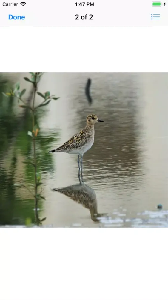 Capturas de tela do Pacific Golden Plover