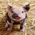 Piglet Stickers